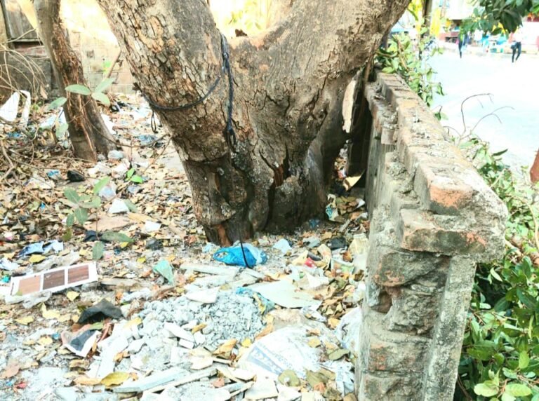 झाडांच्या संरक्षणाच्या बाबतीत मिरा भाईंदर महानगरपालिका प्रशासन उदासीन; जुन्या झाडांभोवती डेब्रिज टाकून मारले जात आहे. झाडांच्या संरक्षणाच्या बाबतीत मिरा भाईंदर महानगरपालिका प्रशासन उदासीन; जुन्या झाडांभोवती डेब्रिज टाकून मारले जात आहे.