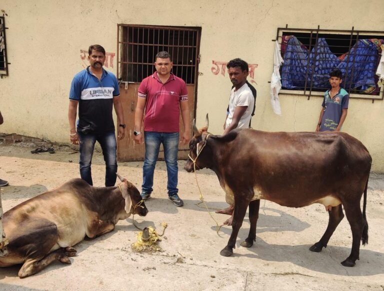 कल्याणमध्ये स्विफ्ट गाडीच्या डिक्कीतून बेशुद्धावस्थेत गोवंशीय जातीच्या जनावरांची तस्करी; पोलीसांना पाहून आरोपी फरार..