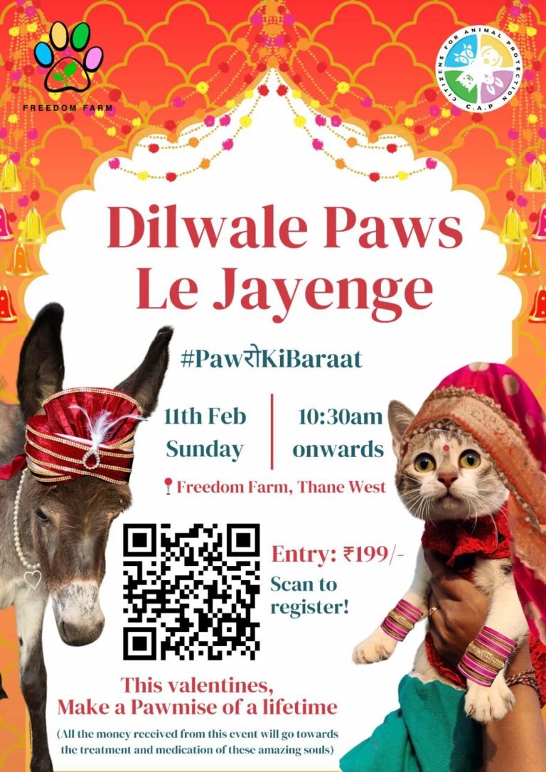 प्राण्यांसोबत साजरा करणार व्हॅलेंटाईन डे! प्राण्यांसोबत साजरा करणार व्हॅलेंटाईन डे!